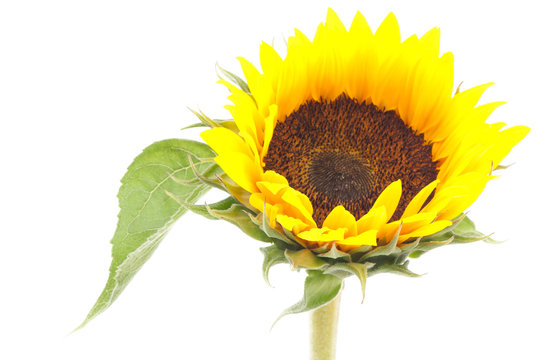 sunflower on isolated