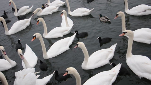 Schw&auml;ne und Enten am Z&uuml;richsee