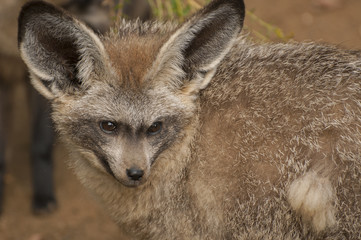 Bat-eared fox