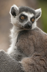 Ring-tailed lemur