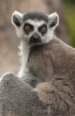 Ring-tailed lemur