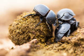 Three dung beetles working really hard together. - obrazy, fototapety, plakaty