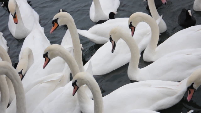 Schw&auml;ne und Enten am Z&uuml;richsee