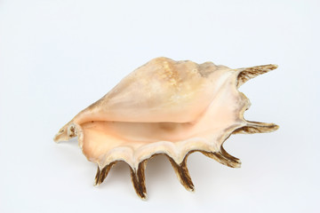 Naklejka premium Shell