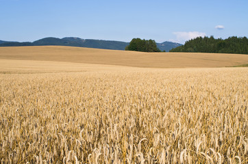 Naklejka premium Field of golden grain