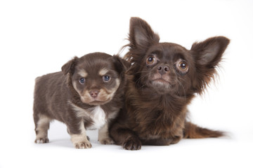 Obraz premium Chihuahua pup isolated on white background