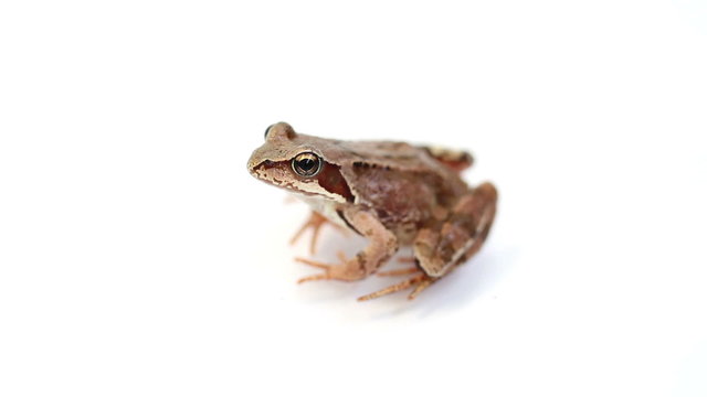 Brown frog on a white background. isolated