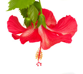 Naklejka premium red flower of hibiscus