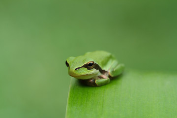 Hyla tree frog on a green leaf