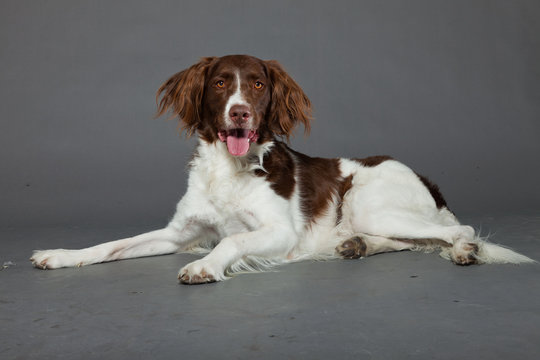 Dutch Partridge Dog isolated on grey background.