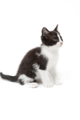 kitten being lazy isolated on white background