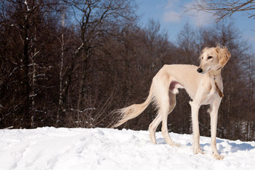 Standing saluki