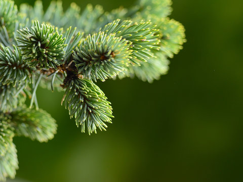 Fototapeta fir tree