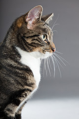 Obraz premium Studio portrait of grey striped cat with white chest isolated.