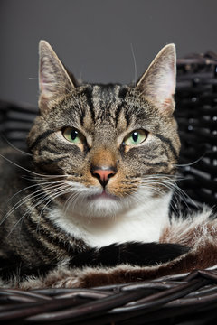 Studio portrait of grey striped cat with white chest isolated.