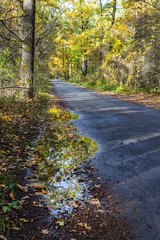 Дорога в лесу