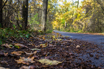 Желуди на асфальте