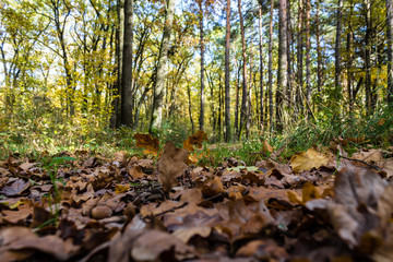 Опавшие листья