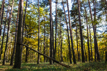 Поляна в лесу