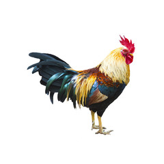 Wild Rooster