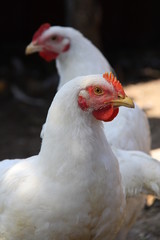 White chickens of meat breed