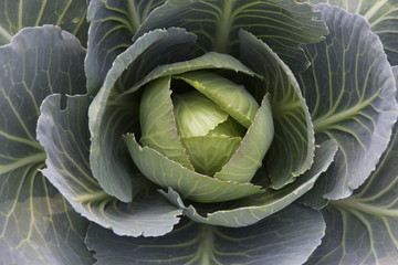 Obraz premium Cabbage a head
