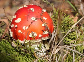 Fliegenpilz im Kellerwald