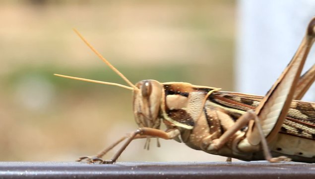 grasshopper walking, macro closeup hd clip