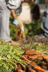 harvest carrots