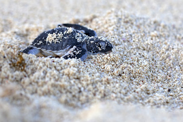 Green Sea Turtle Hatchling