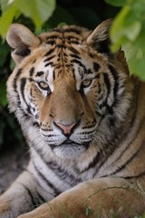 Tigre