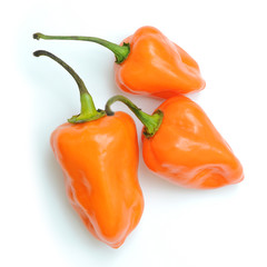 Orange hot chili pepper