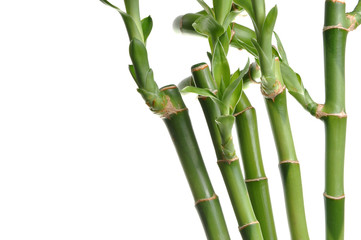 Fototapeta na wymiar Natura bambus tle