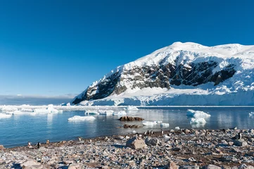 Rolgordijnen Ezelspinguïns bij de berg © Asya M