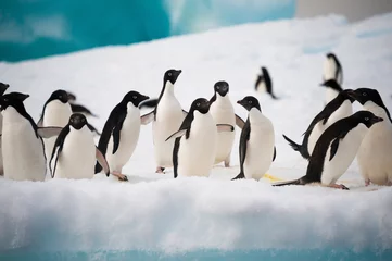 Foto auf Acrylglas Antarktis Pinguine im Schnee
