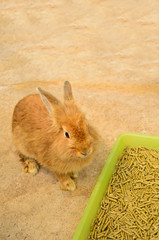 Young rabbit sitting near food tray