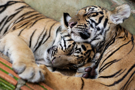 Two little tigers hugging while sleeping