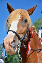Obraz premium Chestnut horse with a winners rosette