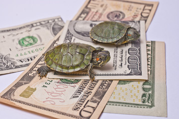 Turtle economy