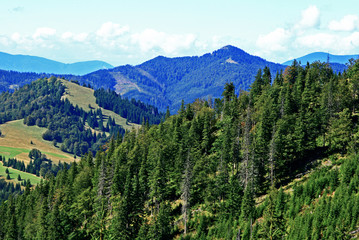 Forest, Smrekovica (Slovakia)