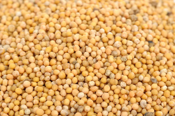 Mustard Seeds Close-Up