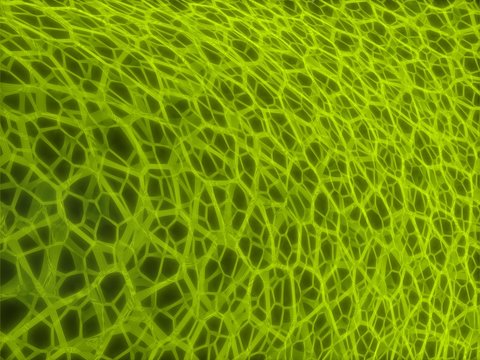 Limerick   perspective  pattern  power neurologie Background ''
