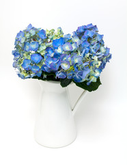 blue hydrangea in white pitcher