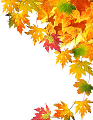 Herbst: Arrangement aus fallenden Blättern