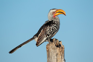 Yellow-billed hornbill © EcoView