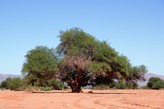 Prosopis chilensis tree, Argentina