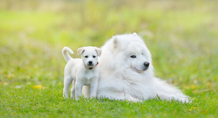 Samoyed dog and white puppy