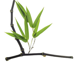 Black Bamboo leaves and stalk