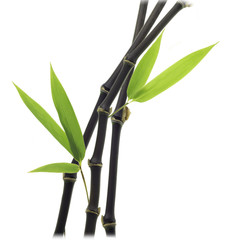 Naklejka premium Black Bamboo leaves and stalk