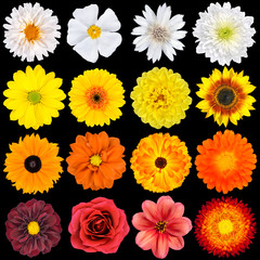 Various White, Yellow, Orange and Red Flowers Isolated on Black